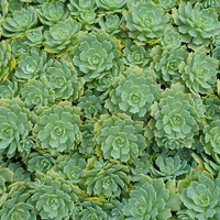 Rhodiola pachyclados 